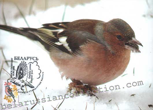 Chaffinch (Fringilla coelebs)